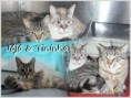 /album/gatos/jojo-e-tininha-jpg/